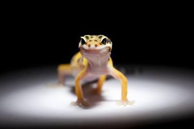 Leopard Geckos