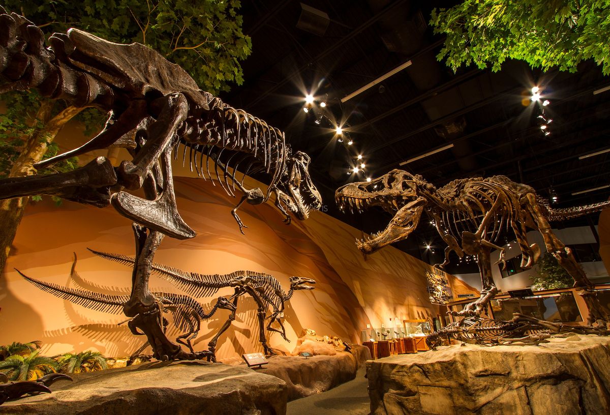 Two Tyrannosaurus Rex square off at Thanksgiving Point's Museum of Ancient Life Two Tyrannosaurus Rex square off at Thanksgiving Point's Museum of Ancient Life